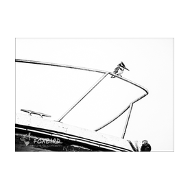 Kingfisher, birds, mono, black and white, police, ship, 